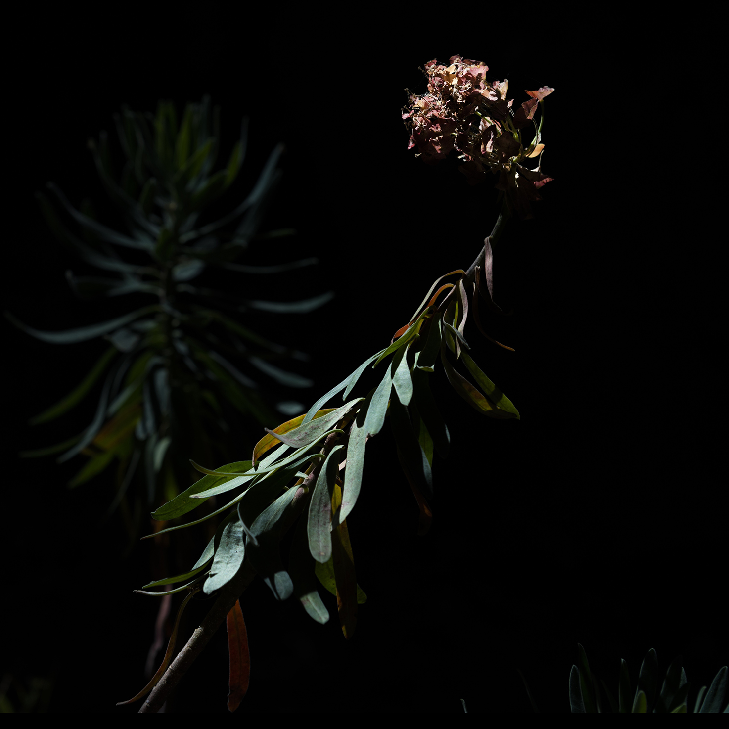 La Luce nell'Ombra squared